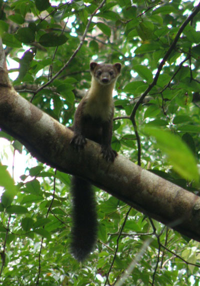 Yellow-throated marten