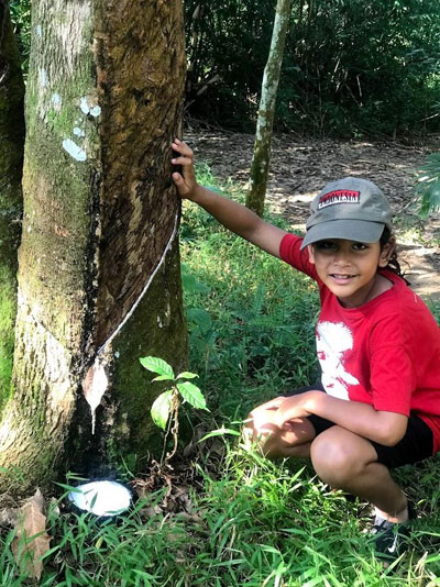 Checking out the rubber trees bordering the national park.