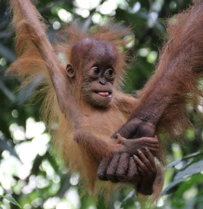 Wild infant orangutan in Bukit Lawang