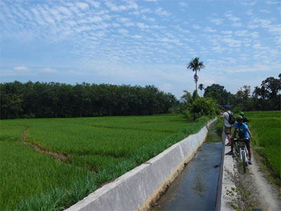 Enjoy the incredible views as you cycle through the paddy fields.