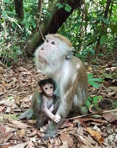 Long-tailed macaque with infant.