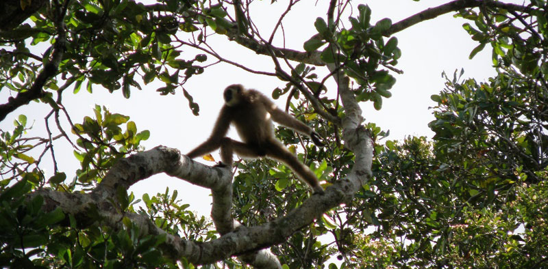 White-handed gibbon