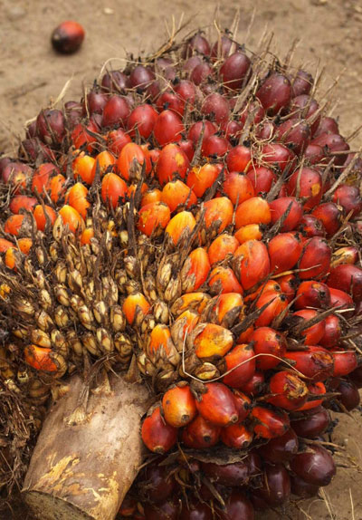 Raw oil palm fruits.