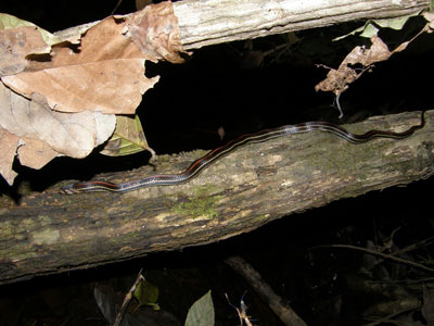 Striped kukri snake