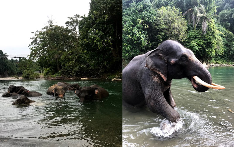 Bathe in the shallows with Earth’s most gentle giants