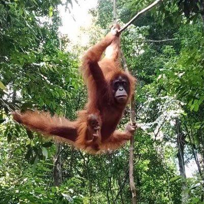 Orangutan