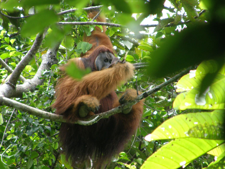 Wild flanged male orangutan (Pongo abelii)