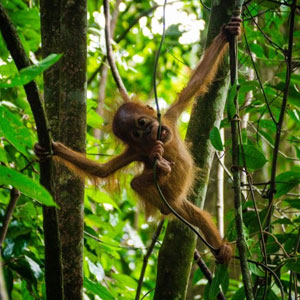 Jungle Treks