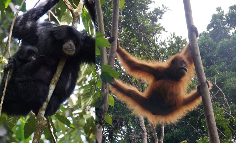 Orangutans and siamangs are frequently seen and heard around Bukit Lawang