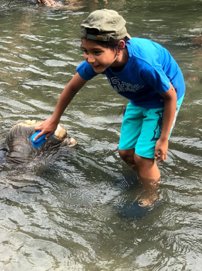 Grab a scrubbing brush and enjoy bathing the CRU elephants!