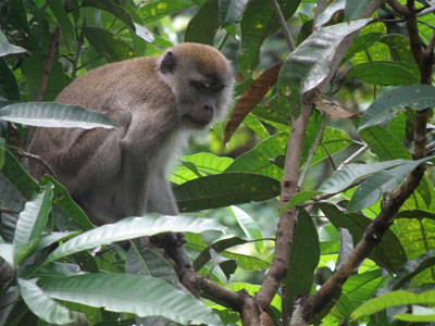 Long-tailed macaques are a common site in the jungle.