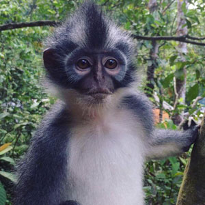 Thomas Leaf Monkeys are very inquisitive.