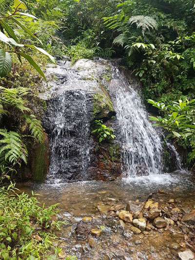 Jungle jacuzzi