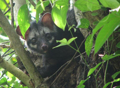 Palm civet cat