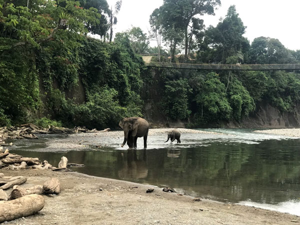 CRU elephants at the Buluh River in Tangkahan