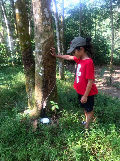 Check out the rubber trees bordering the National Park before your trek.