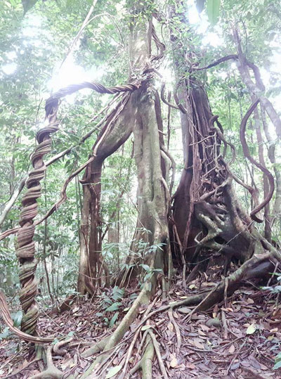 Jungle playground!