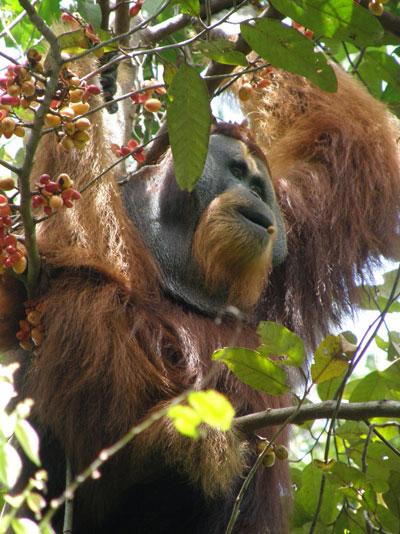 Wild flanged male orangutan