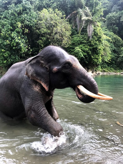 Bathe in the shallows with Earth’s most gentle giants.