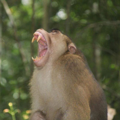 Pig-tailed macaque showing his impressive canines.