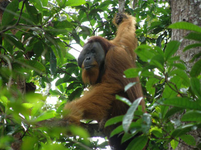 Sumatra’s jungles are teeming with wildlife everywhere you look!