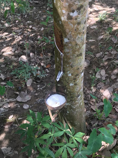 Try your hand at rubber tapping.