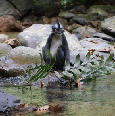 Thomas Leaf Monkey