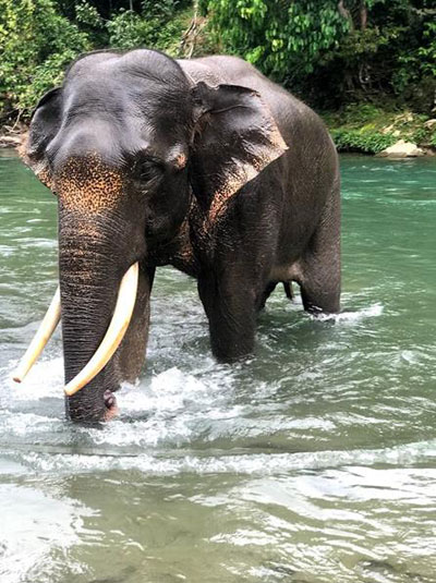 Theo is the male tusker in Tangkahan.