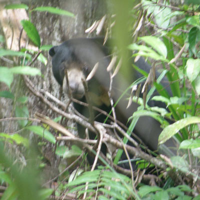 An elusive sun bear.