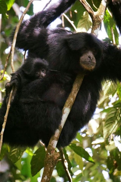 Siamang gibbon with infant.