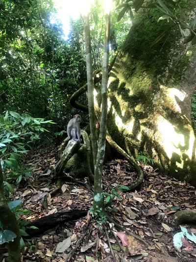 A curious long-tailed macaque resting on a buttress root.