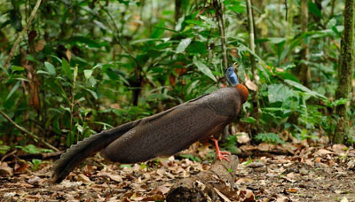 Great Argus pheasant