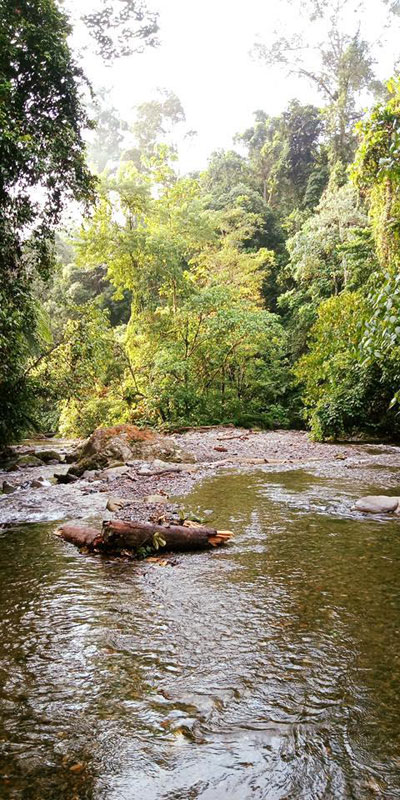 Wake up to stunning jungle scenery.