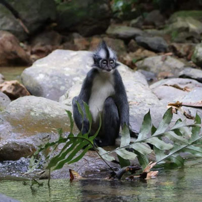 Thomas Leaf Monkey relaxing by the river