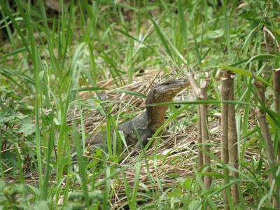 Sumatra’s jungles are teeming with wildlife everywhere you look!