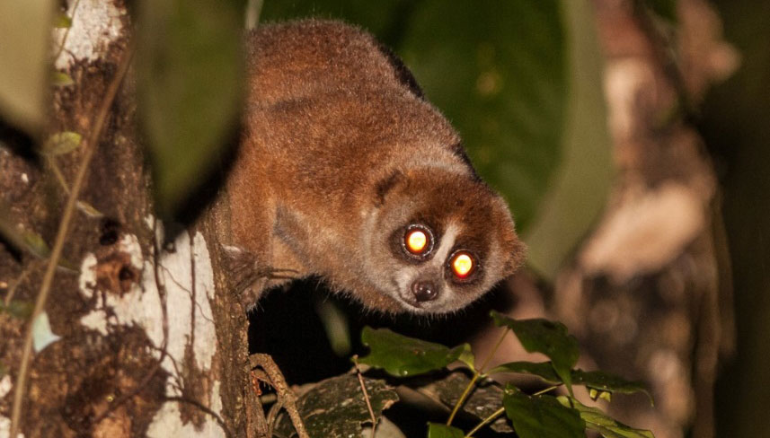 Greater slow loris