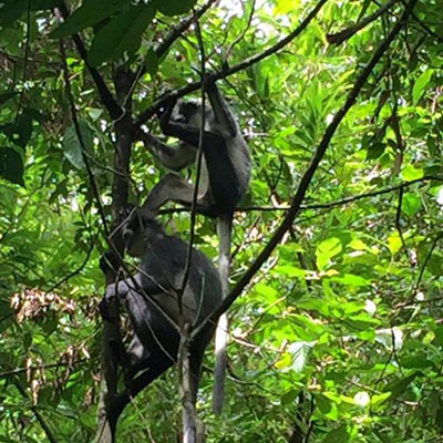 Thomas Leaf Monkeys are easy to spot with their white, black and grey markings.