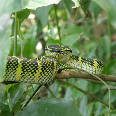 A stunning Malayan pit viper.